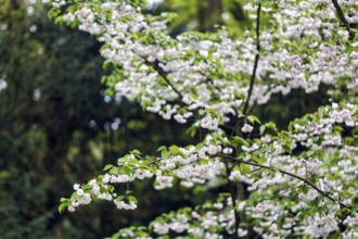 Tree, branch with white flowers, Keukenhof gardens, Lisse, Bollenstreek, South Holland, Netherlands
