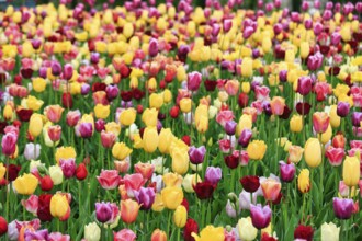 Different coloured tulips (Tulipa), colourful tulip bed, Keukenhof gardens, Lisse, Bollenstreek,