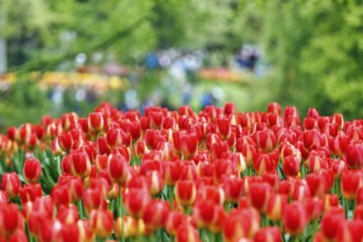 Red tulips (Tulipa), colourful tulip bed, Keukenhof gardens, Lisse, Bollenstreek, South Holland,