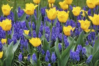 Yellow tulips (Tulipa) and grape hyacinths (Muscari) in a flower bed, Keukenhof gardens, Lisse,