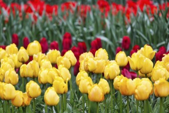 Yellow and red tulips (Tulipa), colourful tulip bed, Keukenhof gardens, Lisse, Bollenstreek, South