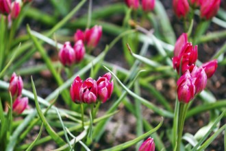 Red tulips, Little Beauty variety, Keukenhof gardens, Lisse, Bollenstreek, South Holland,