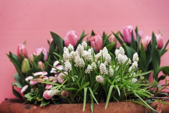 White grape hyacinths (muscari) and pink tulips (tulipa) in a flower pot, decoration, Keukenhof