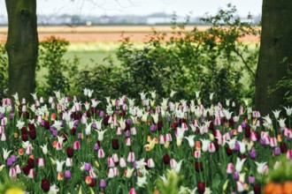 Different coloured tulips (Tulipa), colourful tulip bed with a view of the fields, Keukenhof