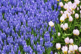 Pink tulips (Tulipa) and grape hyacinths (Muscari) in a flower bed, Keukenhof gardens, Lisse,