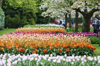 Different coloured tulips (Tulipa), colourful tulip beds, flowering fruit tree, Keukenhof gardens,