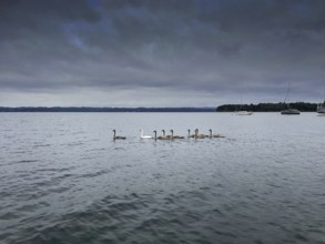A group of swans swimming on Lake Starnberg, Bavaria, Germany