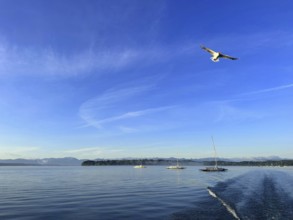 Evening mood, a seagull flies over Lake Starnberg, Bavaria, Germany