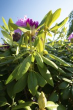 Rhododendron blossom, alpine rose, flower, plant, native garden, Germany