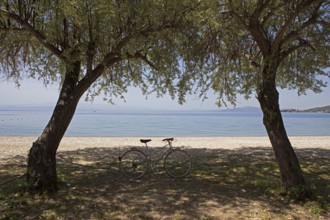 Bicycle under olive trees on the beach of Kala Nera on the Pagasitic Gulf, Pelion or Pelion
