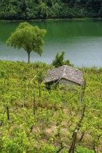 Vineyards at Lago di Canzolino, Alta Valsugana e Bersntol, Canzolino, Trentino, Italy