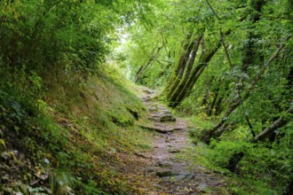 Hollow path through the forest at Castello di Pergine, Pergine, Valsugana, Trentino, Italy
