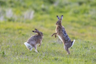 European hare (Lepus europaeus) Mating season Germany