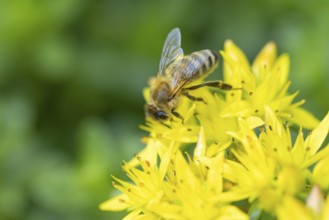 A bee (Apis) pollinating yellow flowers of pungent stonecrop (Sedum acre), Ternitz, Lower Austria,