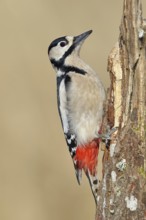 Great spotted woodpecker (Dendrocopos major), male, foraging on a tree stump overgrown with moss