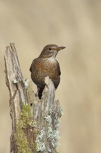Blackbird (Turdus merula), female, sitting on an old tree stump in the forest, Wilnsdorf, North