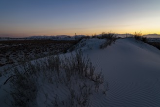 Desert grasses in flatter areas of the White Sands National Park in Alamogordo, New Mexico, USA