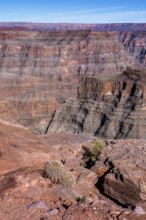 Barrel cactus growing between the rocks near the edge of the canyon at Guano Point in Grand Canyon