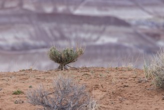 Sage brush with exposed root system hanging on to the dry earth at Little Painted Desert County