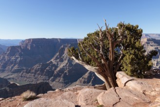 Tree growing from between the rocks along the rim of the canyon at Guano Point in Grand Canyon West