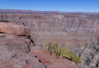 Prickly Pear cactus growing out of the rock at the edge of the canyon at Guano Point in Grand