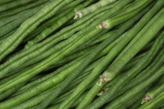 Close-up of green beans with a detailed view of their texture, showcasing their fresh and natural