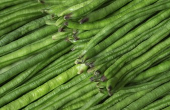 A pile of fresh green beans stacked closely, highlighting their vibrant green color and freshness,
