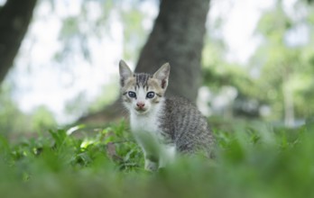 A young kitten sitting on green grass in a tranquil outdoor setting with blurred trees in the