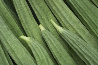 Close-up of ridged gourds with distinct texture and vibrant green color, emphasizing their