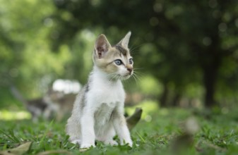 An alert kitten sitting on grass with lush green foliage in the background, Gazipur, Bangladesh