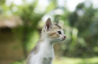 Profile view of a kitten against a softly blurred natural background, Gazipur, Bangladesh