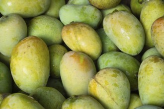 A close-up of fresh green mangoes tightly packed together, displaying a tropical and fresh