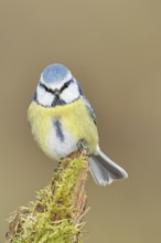 Blue tit (Parus caeruleus), sitting on moss-covered dead wood, Wilnsdorf, North Rhine-Westphalia,