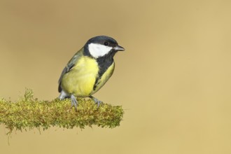 Great tit (Parus major), sitting on moss-covered dead wood, Wilnsdorf, North Rhine-Westphalia,