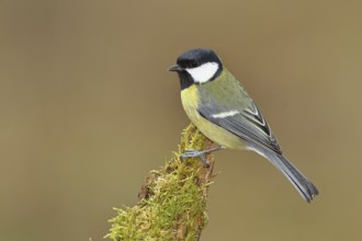 Great tit (Parus major) sitting on moss-covered dead wood, side view, Wilnsdorf, North