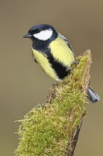Great tit (Parus major) sitting on moss-covered dead wood, frontal view, Wilnsdorf, North