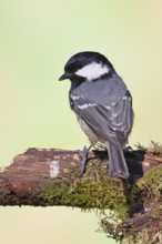 Fir tit (Parus ater), sitting on an old rotten branch covered with moss, back view, Wilnsdorf,