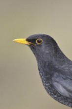 Blackbird (Turdus merula), male, animal portrait, Wilnsdorf, North Rhine-Westphalia, Germany