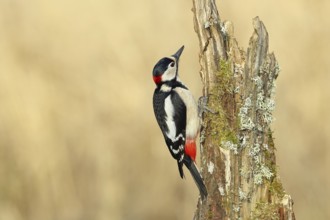 Great spotted woodpecker (Dendrocopos major), male foraging on a tree stump overgrown with moss and