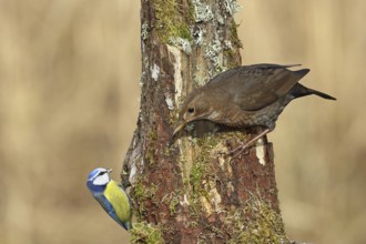 Blackbird (Turdus merula), female, sitting with blue tit (Parus caeruleus) on an old tree stump in