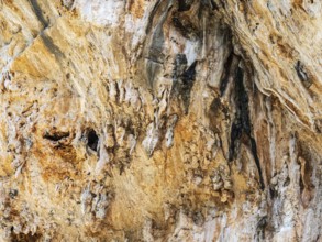 Birds nesting in the wall of the corlorful gorge La Garganta Verde, Sierra de Grazalema, Andalusia,