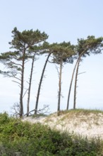 West beach near Prerow on the Darß, Vorpommersche Boddenlandschaft National Park, Prerow,