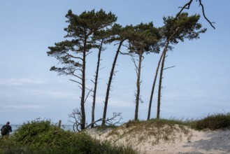 West beach near Prerow on the Darß, Vorpommersche Boddenlandschaft National Park, Prerow,
