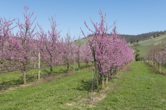 Peach trees in full bloom in a rural orchard under a clear blue sky, Korb-Kleinheppach, Rems