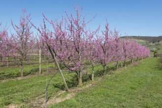 Peach trees in full bloom in a rural setting, Korb-Kleinheppach, Rems Valley, Baden-Württemberg,
