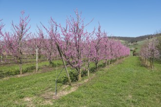 Blossoming peach trees in spring under a blue sky, Korb-Kleinheppach, Rems Valley,