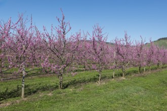 Row of blossoming peach trees in an orchard, Korb-Kleinheppach, Rems Valley, Baden-Württemberg,