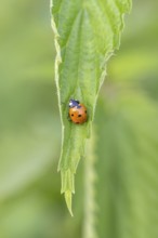 Nahaufnahme, Makroaufnahme von einem Siebenpunkt-Marienkäfer (Coccinella septempunctata) auf einem