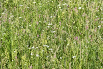 Futterwiese, Fettwiese mit verschiedenen Gräsern und Blüten, Formatfüllend, Landkreis Konstanz,