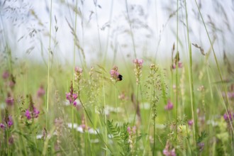Futterwiese, Fettwiese mit verschiedenen Gräsern und Blüten, Esparsette (Onobrychis viciifolia) und